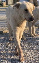 NAMIB, Hund, Mischlingshund in Griechenland - Bild 2