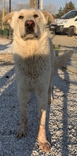NAMIB, Hund, Mischlingshund in Griechenland - Bild 3
