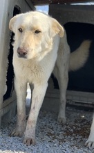 NAMIB, Hund, Mischlingshund in Griechenland - Bild 4