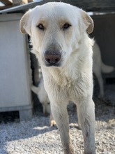 NAMIB, Hund, Mischlingshund in Griechenland - Bild 5