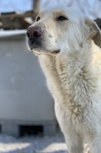 NAMIB, Hund, Mischlingshund in Griechenland - Bild 6