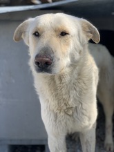 NAMIB, Hund, Mischlingshund in Griechenland - Bild 7