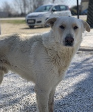NAMIB, Hund, Mischlingshund in Griechenland - Bild 9
