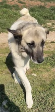 ORLANDO, Hund, Mischlingshund in Griechenland - Bild 4