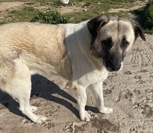 ORLANDO, Hund, Mischlingshund in Griechenland - Bild 7