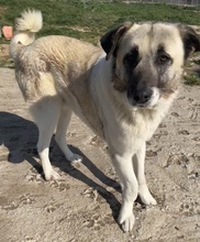 ORLANDO, Hund, Mischlingshund in Griechenland - Bild 8