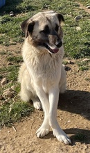ORLANDO, Hund, Mischlingshund in Griechenland - Bild 9