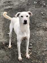 TOBY, Hund, Mischlingshund in Rumänien - Bild 4