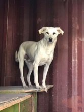 TOBY, Hund, Mischlingshund in Rumänien - Bild 8
