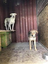 TOBY, Hund, Mischlingshund in Rumänien - Bild 9