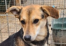 MILA, Hund, Mischlingshund in Rumänien - Bild 4