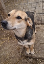 MILA, Hund, Mischlingshund in Rumänien - Bild 6