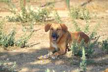 LUIGI, Hund, Mischlingshund in Spanien - Bild 1