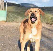 LUIGI, Hund, Mischlingshund in Spanien - Bild 11