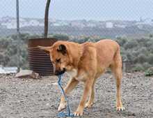 LUIGI, Hund, Mischlingshund in Spanien - Bild 12