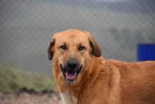 LUIGI, Hund, Mischlingshund in Spanien - Bild 17