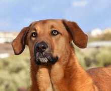 LUIGI, Hund, Mischlingshund in Spanien - Bild 2