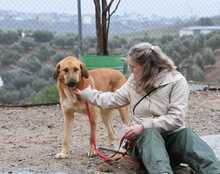 LUIGI, Hund, Mischlingshund in Spanien - Bild 26