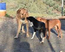 LUIGI, Hund, Mischlingshund in Spanien - Bild 27