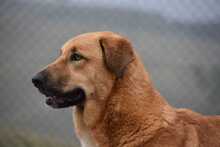 LUIGI, Hund, Mischlingshund in Spanien - Bild 28