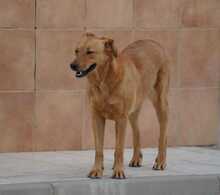 LUIGI, Hund, Mischlingshund in Spanien - Bild 3