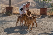 LUIGI, Hund, Mischlingshund in Spanien - Bild 31