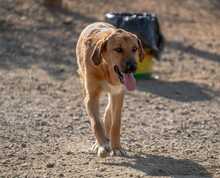 LUIGI, Hund, Mischlingshund in Spanien - Bild 32