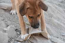 LUIGI, Hund, Mischlingshund in Spanien - Bild 33