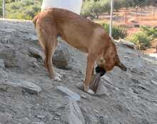 LUIGI, Hund, Mischlingshund in Spanien - Bild 34