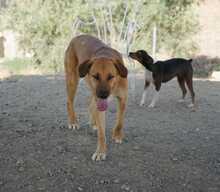 LUIGI, Hund, Mischlingshund in Spanien - Bild 4