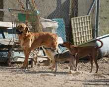 LUIGI, Hund, Mischlingshund in Spanien - Bild 5