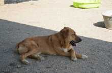 LUIGI, Hund, Mischlingshund in Spanien - Bild 6
