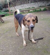 KIWI, Hund, Mischlingshund in Griechenland - Bild 1