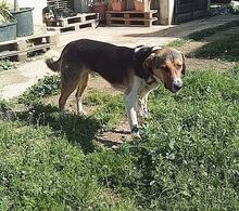 KIWI, Hund, Mischlingshund in Griechenland - Bild 10