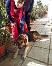 KIWI, Hund, Mischlingshund in Griechenland - Bild 11