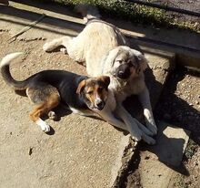 KIWI, Hund, Mischlingshund in Griechenland - Bild 14