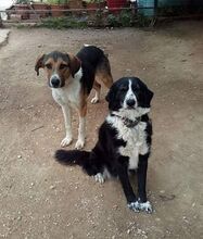KIWI, Hund, Mischlingshund in Griechenland - Bild 15