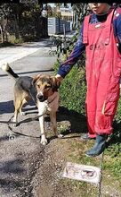 KIWI, Hund, Mischlingshund in Griechenland - Bild 16