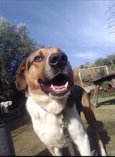 KIWI, Hund, Mischlingshund in Griechenland - Bild 3