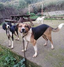KIWI, Hund, Mischlingshund in Griechenland - Bild 4