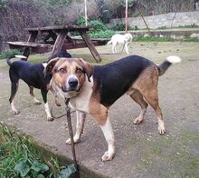 KIWI, Hund, Mischlingshund in Griechenland - Bild 6