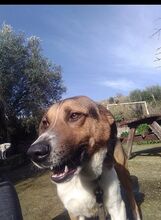 KIWI, Hund, Mischlingshund in Griechenland - Bild 8