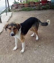 KIWI, Hund, Mischlingshund in Griechenland - Bild 9