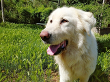 THELMA, Hund, Maremma Abruzzenhund in Italien - Bild 1