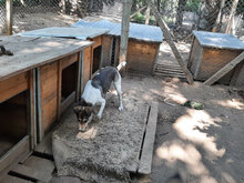PAKO, Hund, Mischlingshund in Bulgarien - Bild 11