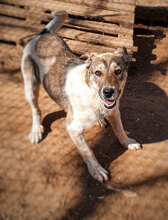 PAKO, Hund, Mischlingshund in Bulgarien - Bild 14