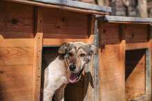PAKO, Hund, Mischlingshund in Bulgarien - Bild 15