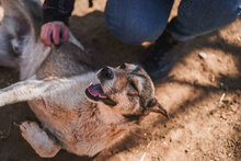 PAKO, Hund, Mischlingshund in Bulgarien - Bild 18