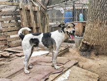 PAKO, Hund, Mischlingshund in Bulgarien - Bild 2