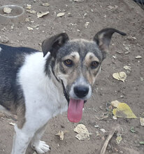 PAKO, Hund, Mischlingshund in Bulgarien - Bild 4
